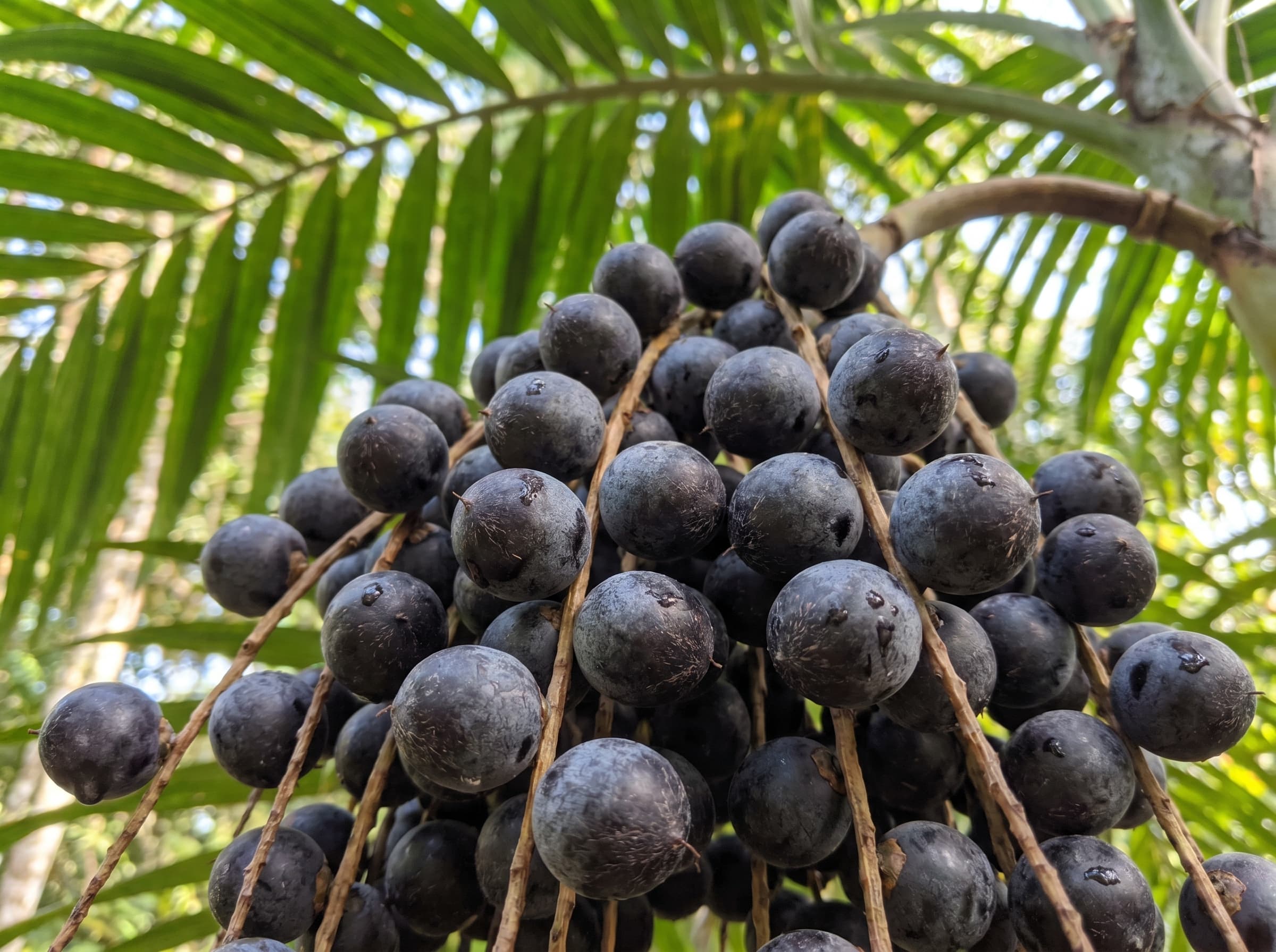 Fresh açaí berries hanging from an açaí palm. The star superfood ingredient in every RĀW Superfood Café açaí bowl.