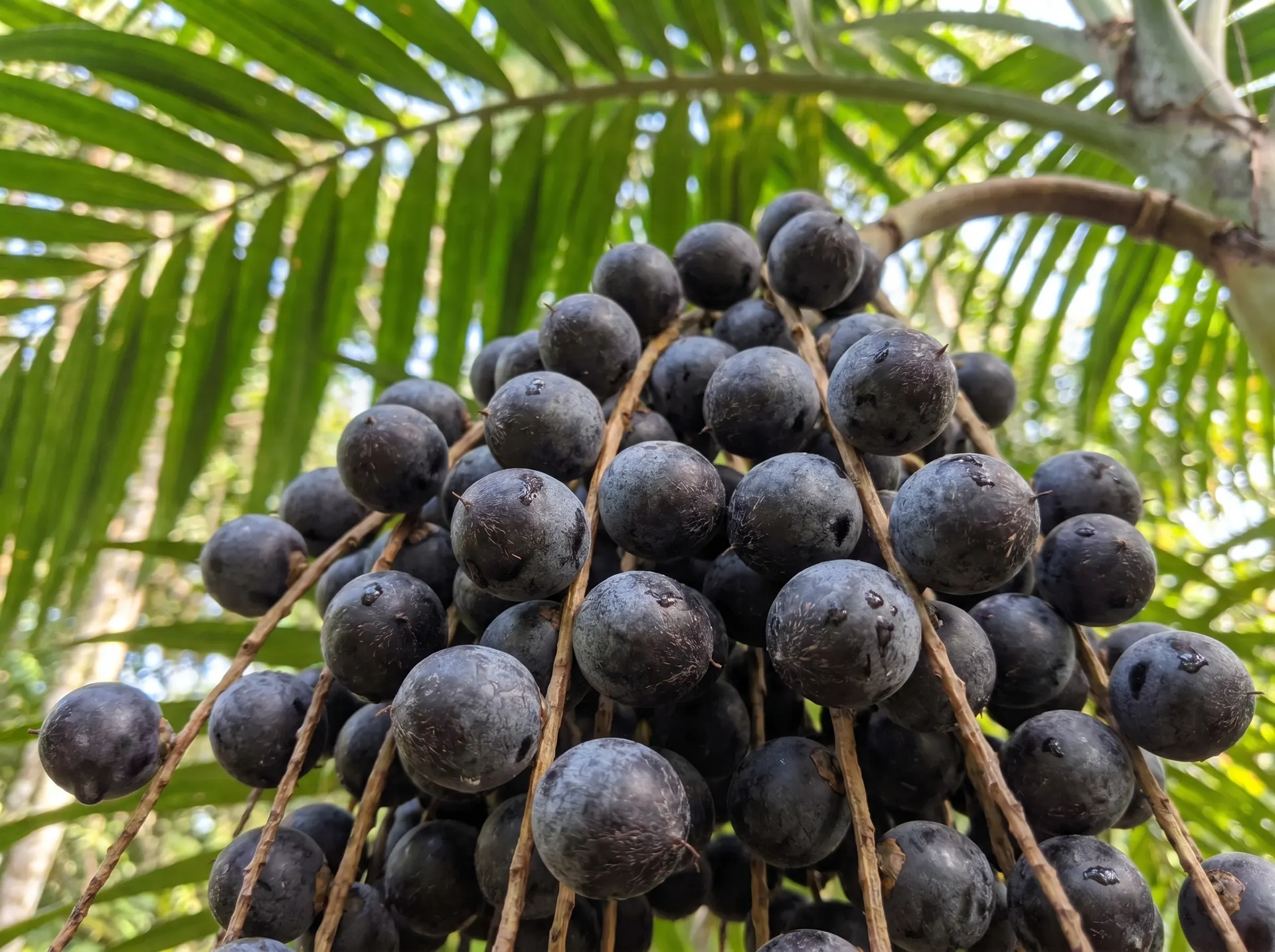 Fresh açaí berries hanging from an açaí palm. The star superfood ingredient in every RĀW Superfood Café açaí bowl.